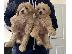 PoulaTo: poodle διαθέσιμο kc reg;